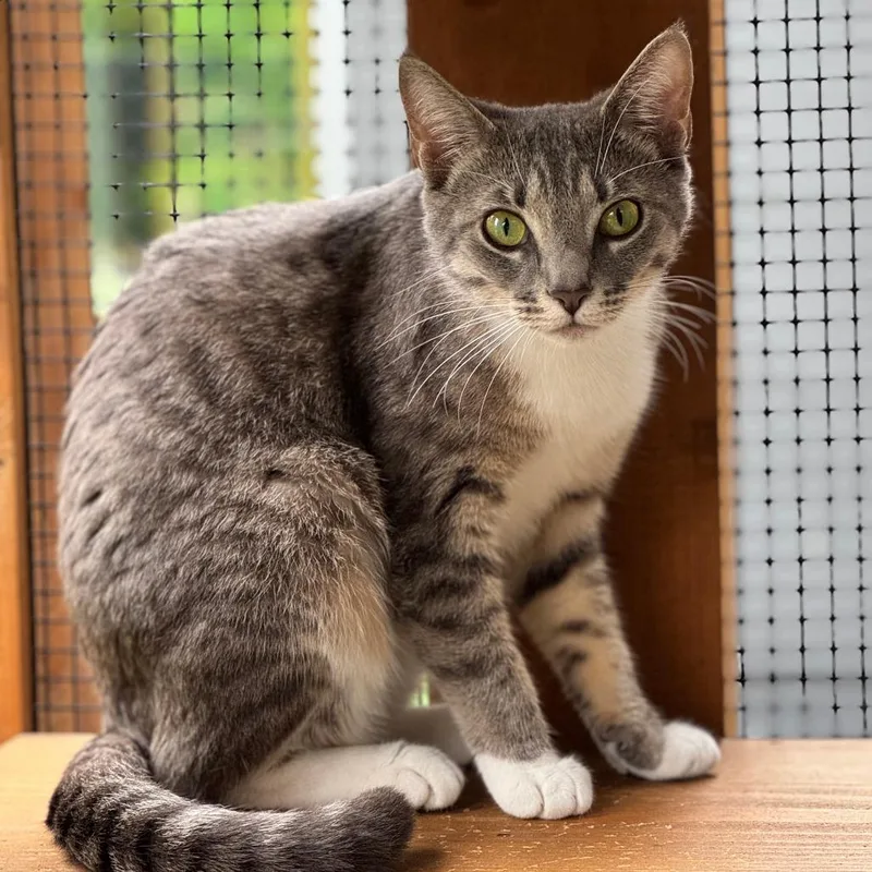 An adult medium-sized female Domestic Short Hair cat named Ash for adoption in Cumming, GA