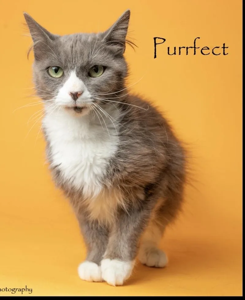 An adult medium-sized female Gray & White Domestic Medium Hair cat named Purrfect for adoption in Lafayette, CO