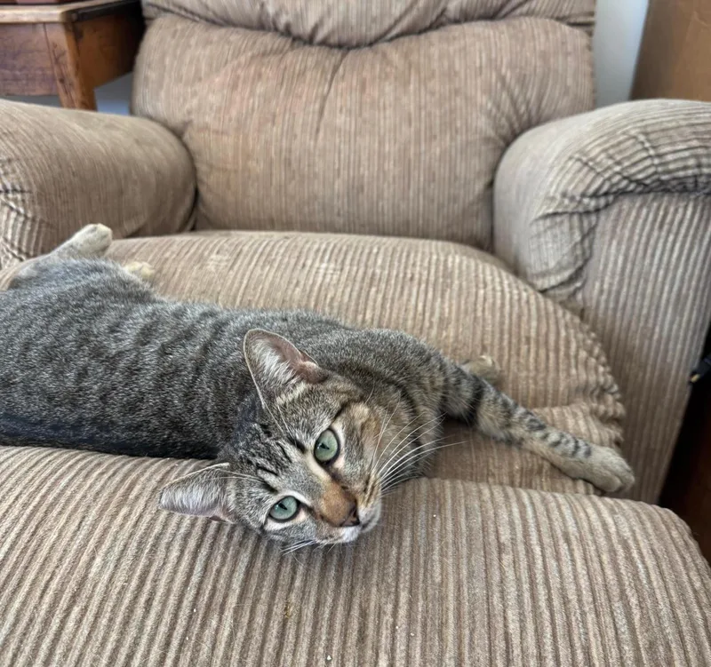 An adult medium-sized female Gray / Blue / Silver Domestic Short Hair cat named Sabrina for adoption in Los Angeles, CA