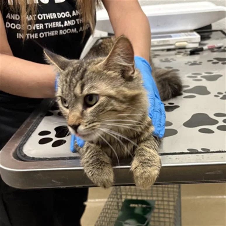 A young small-sized female Domestic Medium Hair cat named Pick Me for adoption in Derwood, MD