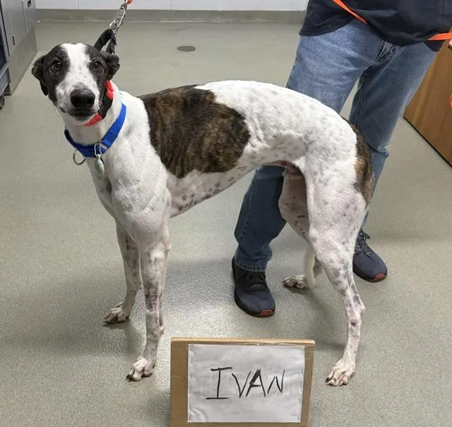 An adult large-sized male Greyhound dog named Lee Ivan for adoption in Tarpon Springs, FL
