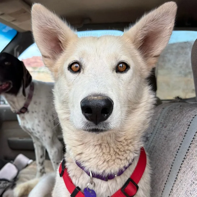 An adult medium-sized female White / Cream Mixed Breed dog named Table Salt for adoption in Moab, UT