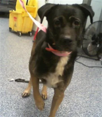 An adult medium-sized male Mixed Breed dog named Cash for adoption in Charlotte, NC