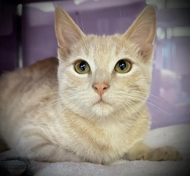 A baby small-sized male Domestic Short Hair cat named Crimp for adoption in Santa Cruz, CA