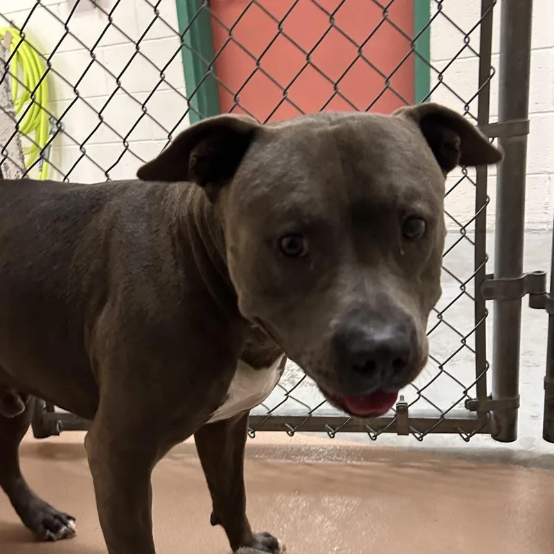 An adult large-sized male Pit Bull Terrier dog named Axel for adoption in Reno, NV