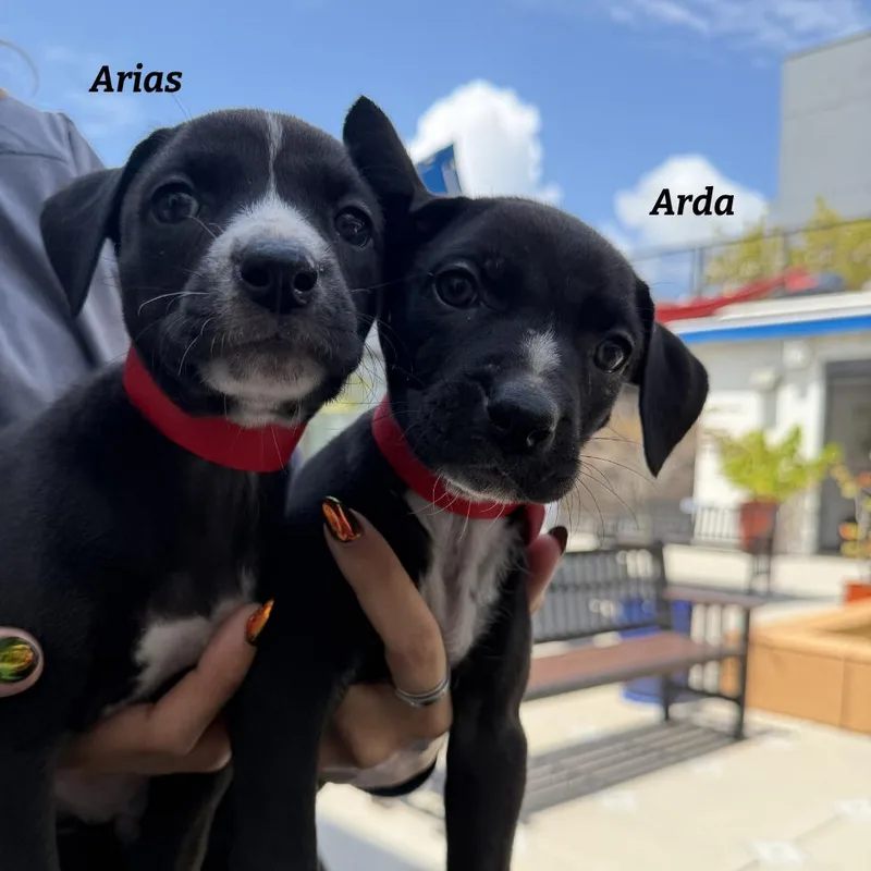 Akila thumbnail 2