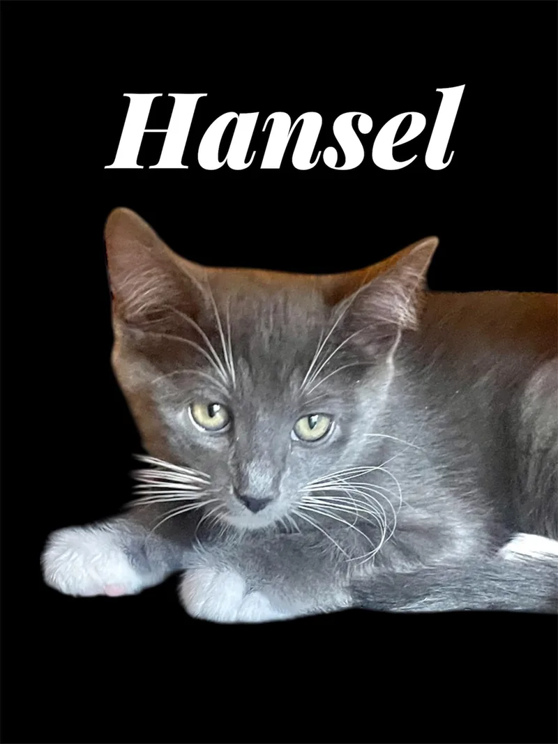 A baby small-sized male Gray & White Domestic Short Hair cat named Hansel for adoption in Auburn, CA