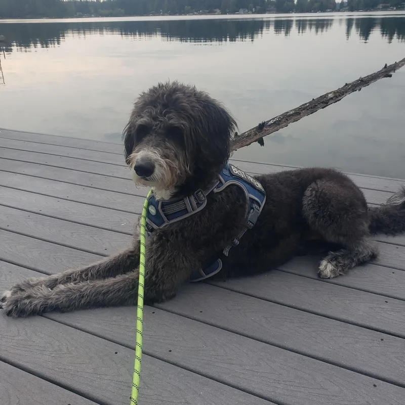 An adult large-sized female Bernedoodle dog named Annie cc for adoption in Burlington, WA
