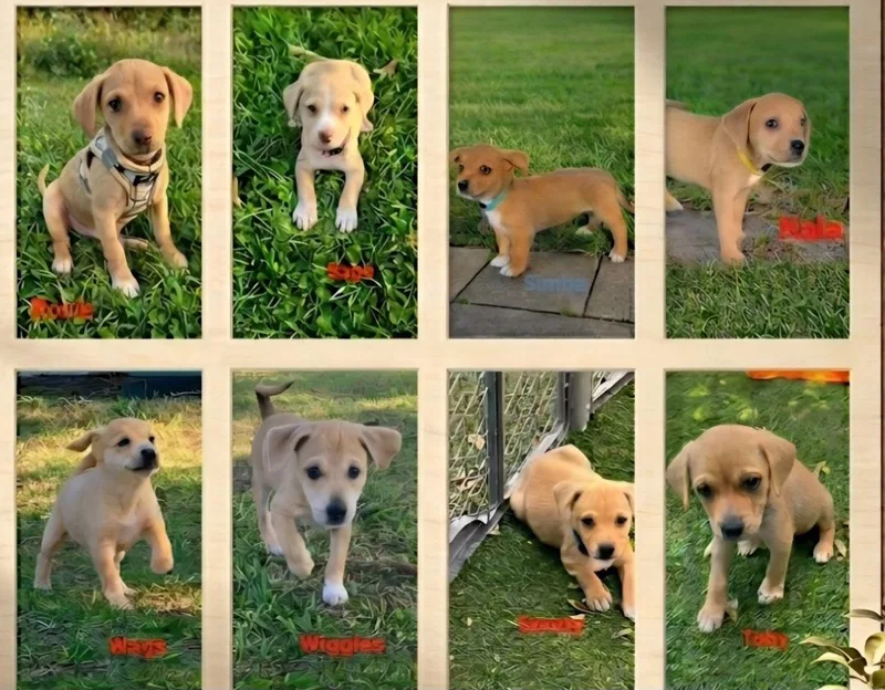 Litter Of Pups