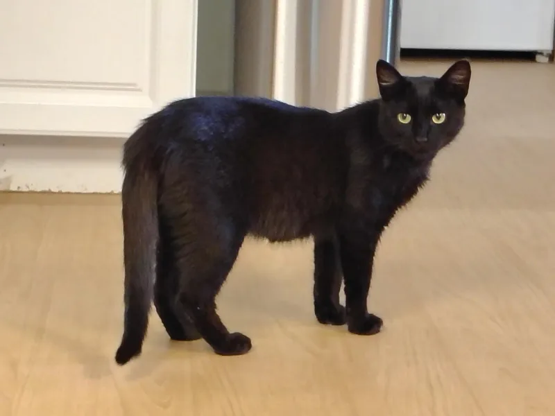 A young medium-sized male Black Bombay cat named Purrlock Holmes for adoption in Montour Falls, NY