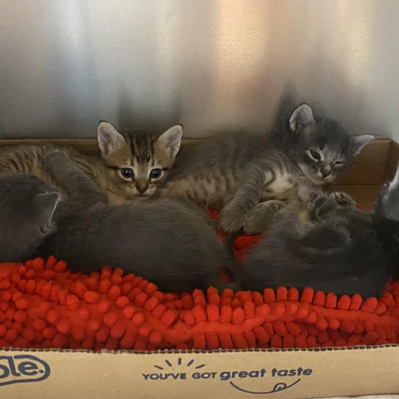 A baby small-sized male Gray / Blue / Silver Domestic Short Hair cat named Anchor for adoption in Westminster, CA