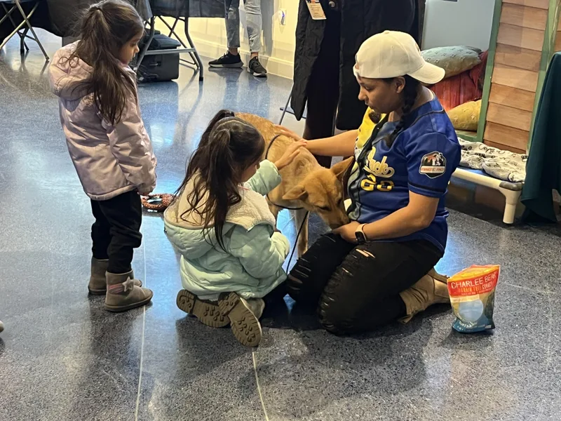 A young medium-sized female Apricot / Beige Shepherd dog named Gwendolyn for adoption in Poolesville, MD