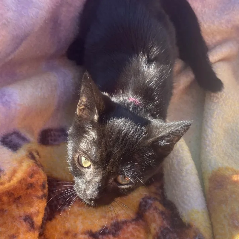 A baby small-sized female Black Domestic Short Hair cat named Isis for adoption in Carmel, IN