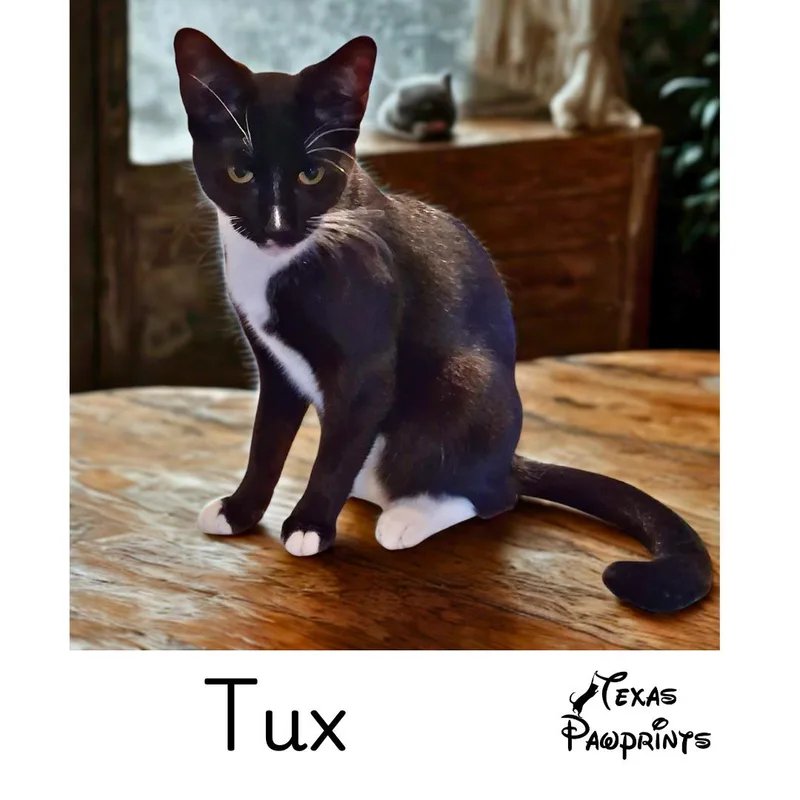 A young medium-sized male Black & White / Tuxedo Tuxedo cat named Tux for adoption in Dallas, TX