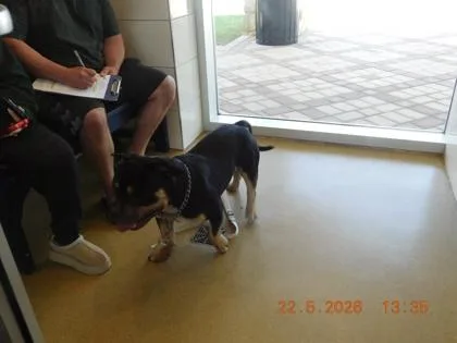 A young medium-sized male Fox Terrier dog named Trex for adoption in North Richland Hills, TX