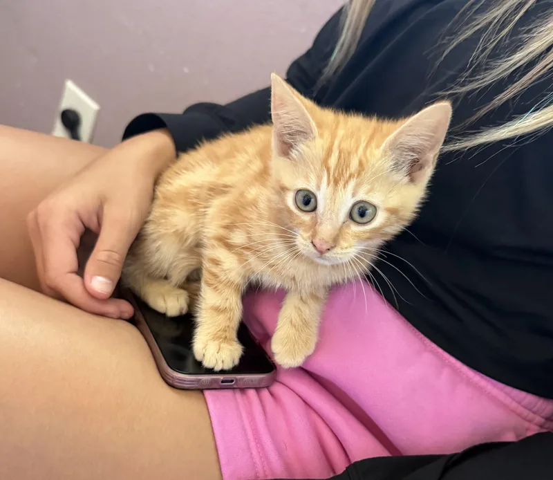 A baby small-sized female Domestic Short Hair cat named Misty for adoption in Dixon, CA