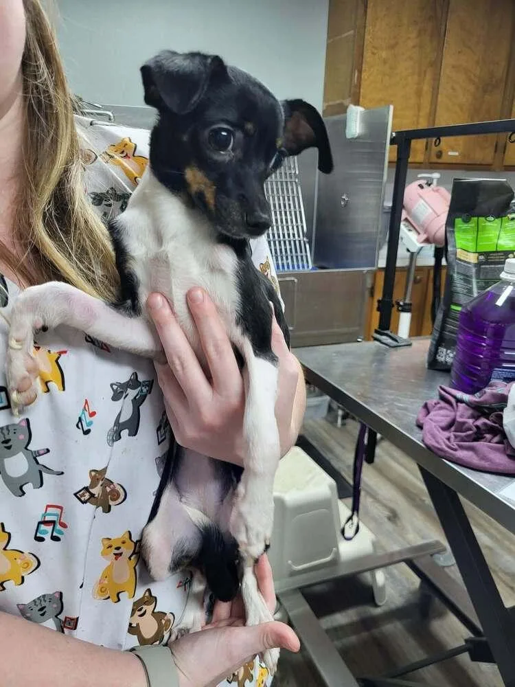 A baby small-sized female Brown / Chocolate Rat Terrier dog named Punky for adoption in Pottstown, PA