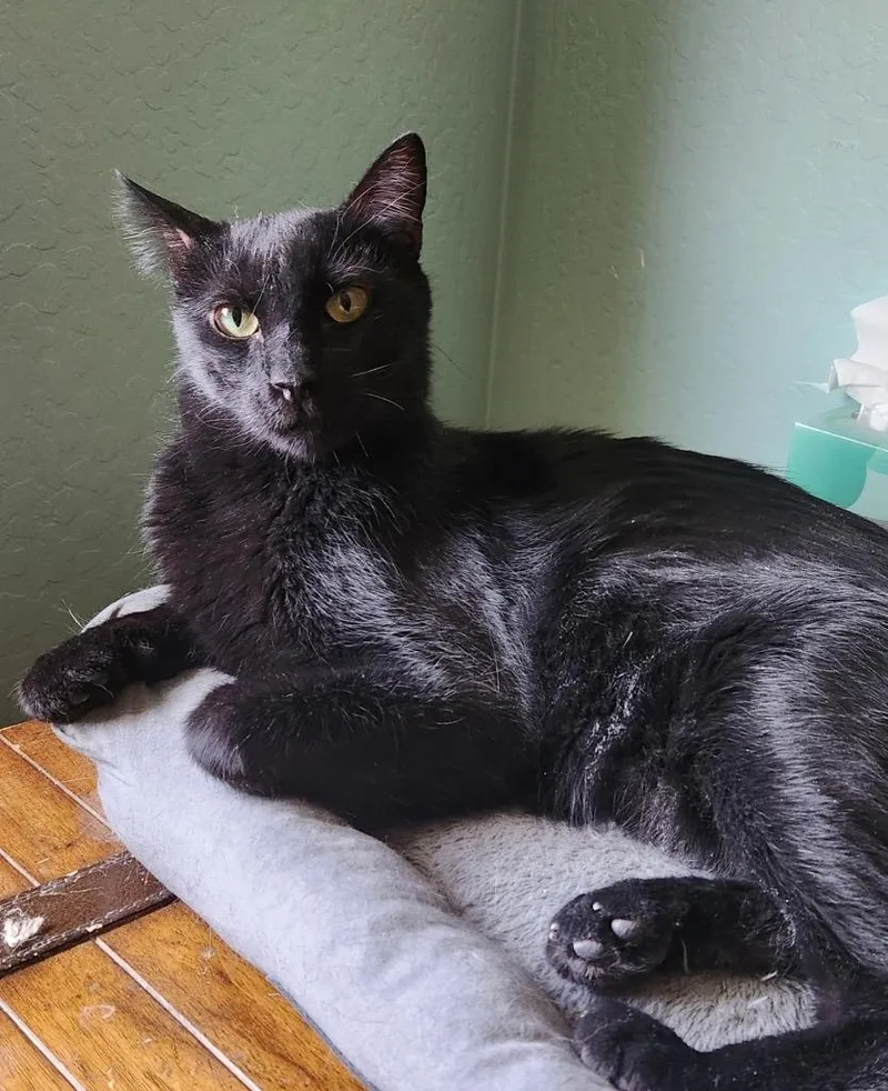 An adult medium-sized male Domestic Short Hair cat named Binx   Banjo for adoption in Peoria, AZ