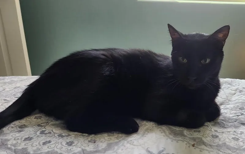 Binx   Banjo thumbnail 2