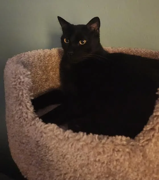 Binx   Banjo thumbnail 3