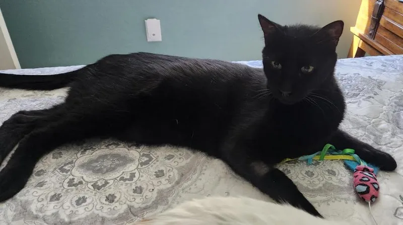 Binx   Banjo thumbnail 4