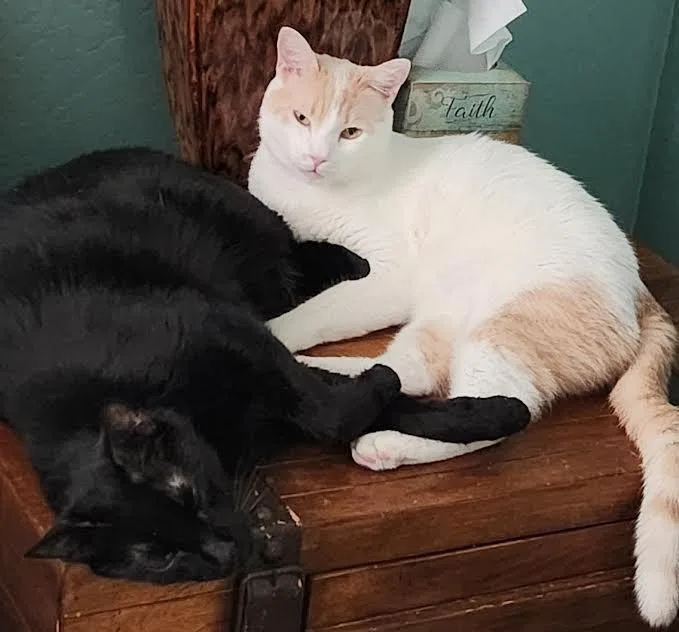 Binx   Banjo thumbnail 5