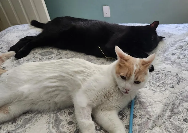 Binx   Banjo thumbnail 6