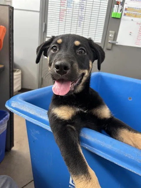 A baby large-sized female Mixed Breed dog named Star for adoption in Dallas, TX