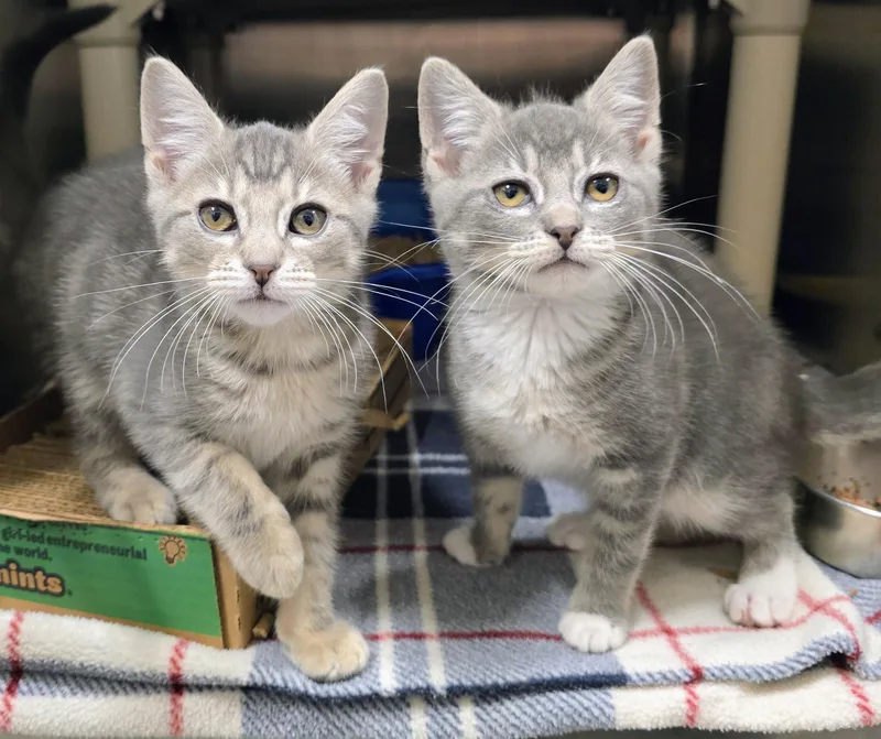 A baby large-sized male Tabby (Gray / Blue / Silver) Domestic Short Hair cat named Bonnie &  Clyde for adoption in Amityville, NY