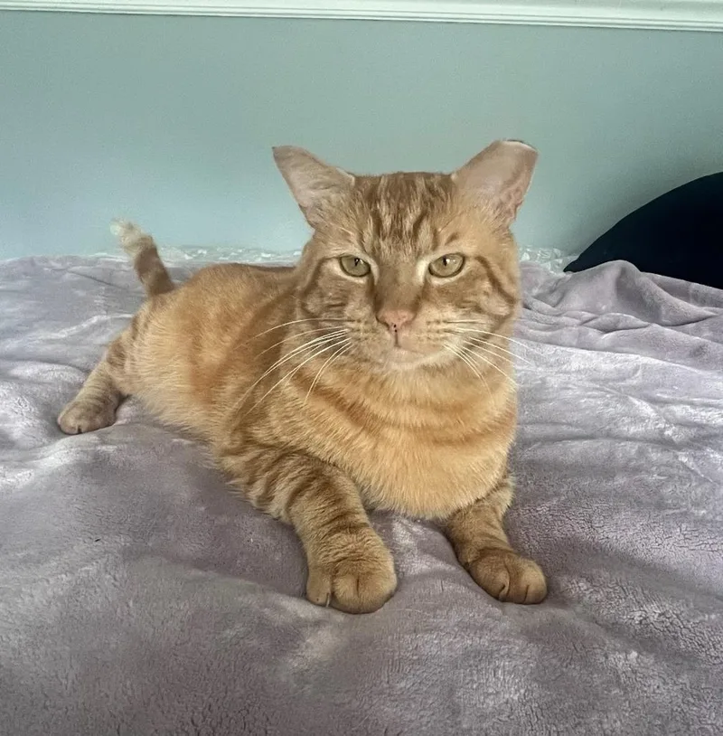 An adult medium-sized male Domestic Short Hair cat named Elvis for adoption in Parkville, MD