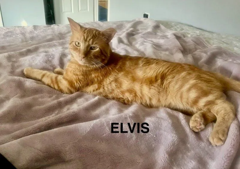 Elvis thumbnail 2