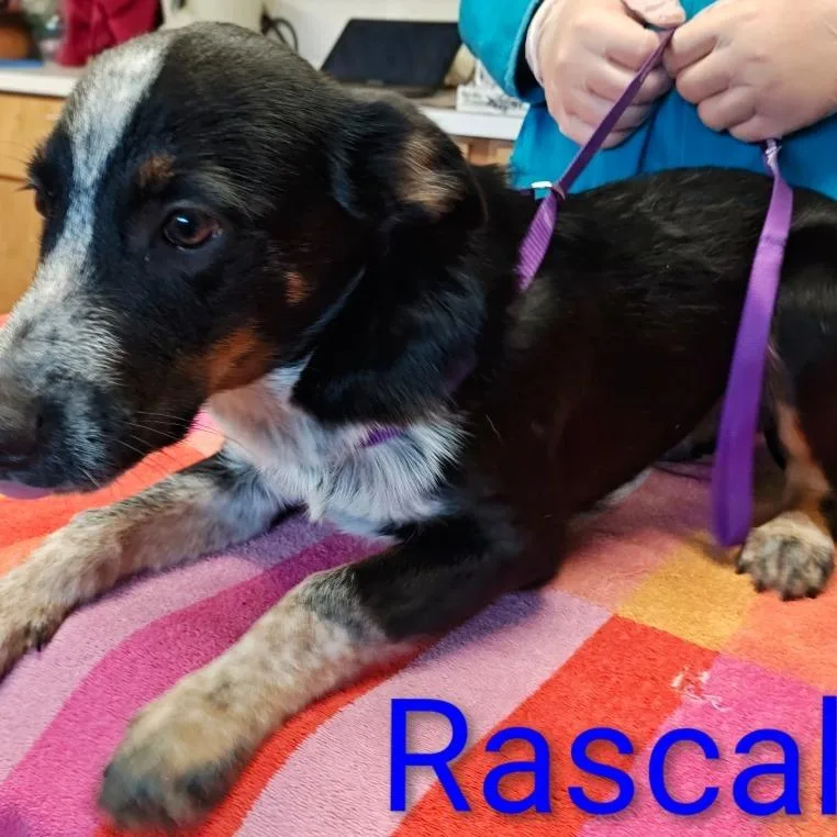 A baby medium-sized male Australian Kelpie dog named Rascal for adoption in Chicago, IL