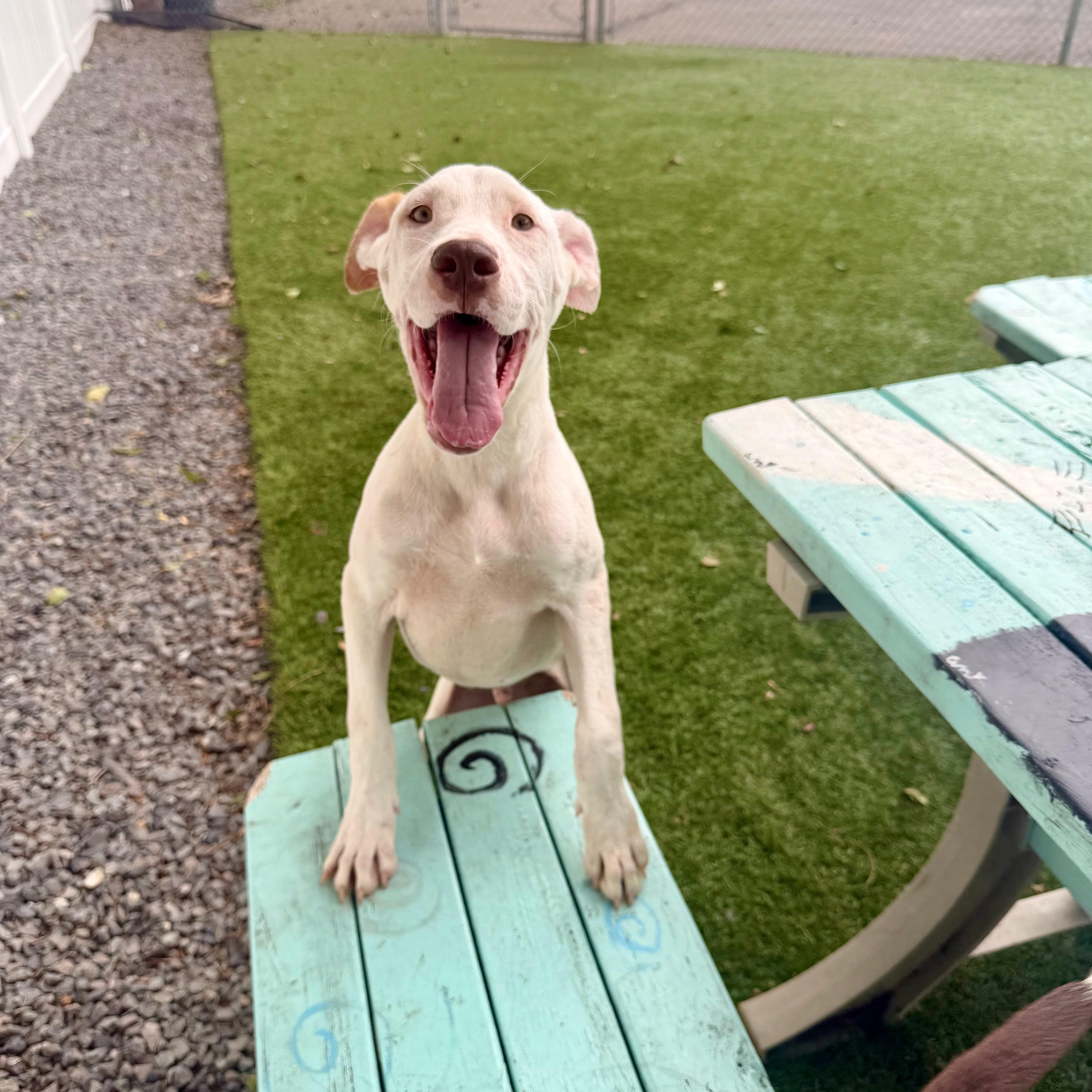 A young medium-sized male White / Cream Mixed Breed dog named Jameson for adoption in Cranston, RI
