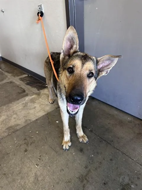 An adult large-sized female German Shepherd Dog dog named Sadie for adoption in Ontario, CA