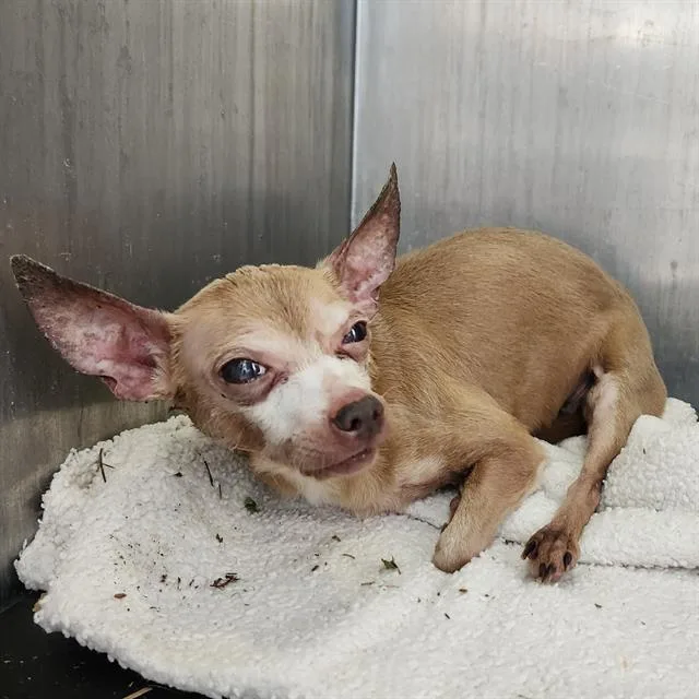 A senior small-sized female Chihuahua dog named Estrella for adoption in San Antonio, TX