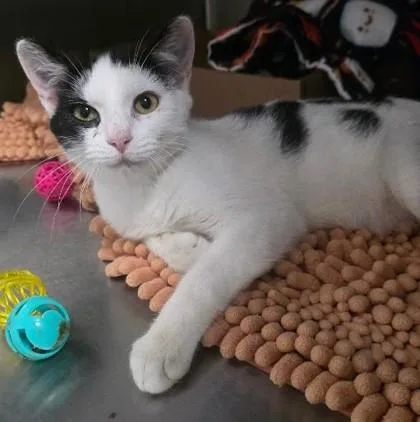 A baby medium-sized male Domestic Short Hair cat named Cow cat for adoption in Clinton, MO
