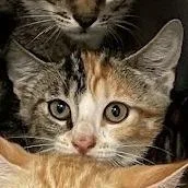 A baby small-sized female Torbie Domestic Short Hair cat named Poppy for adoption in Port Charlotte, FL