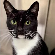 An adult medium-sized female Black Domestic Short Hair cat named Pamela for adoption in Calverton, NY