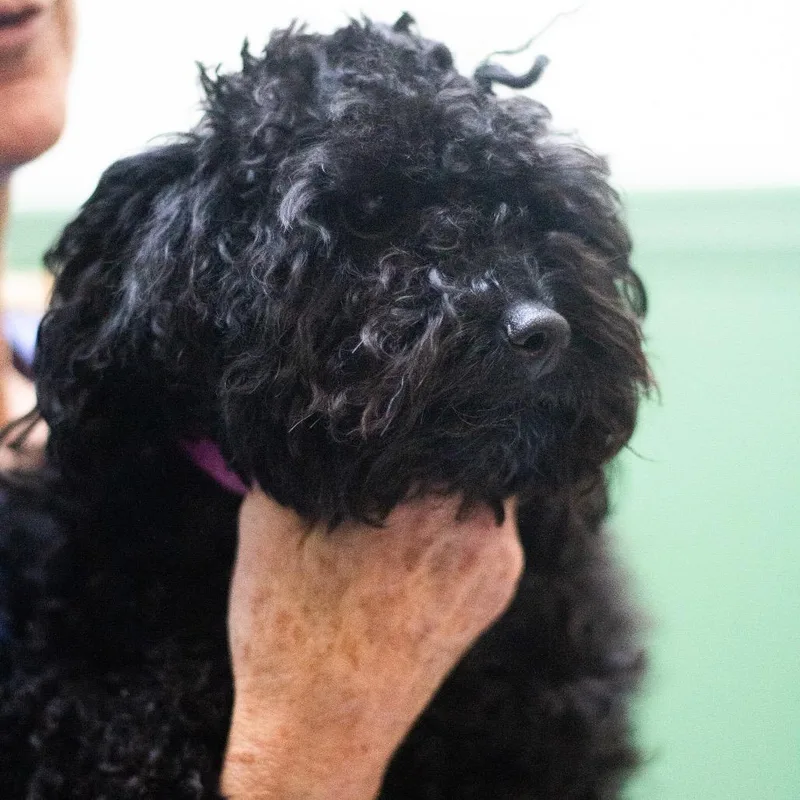 A young small-sized female Miniature Poodle dog named Lyla for adoption in Cumming, GA