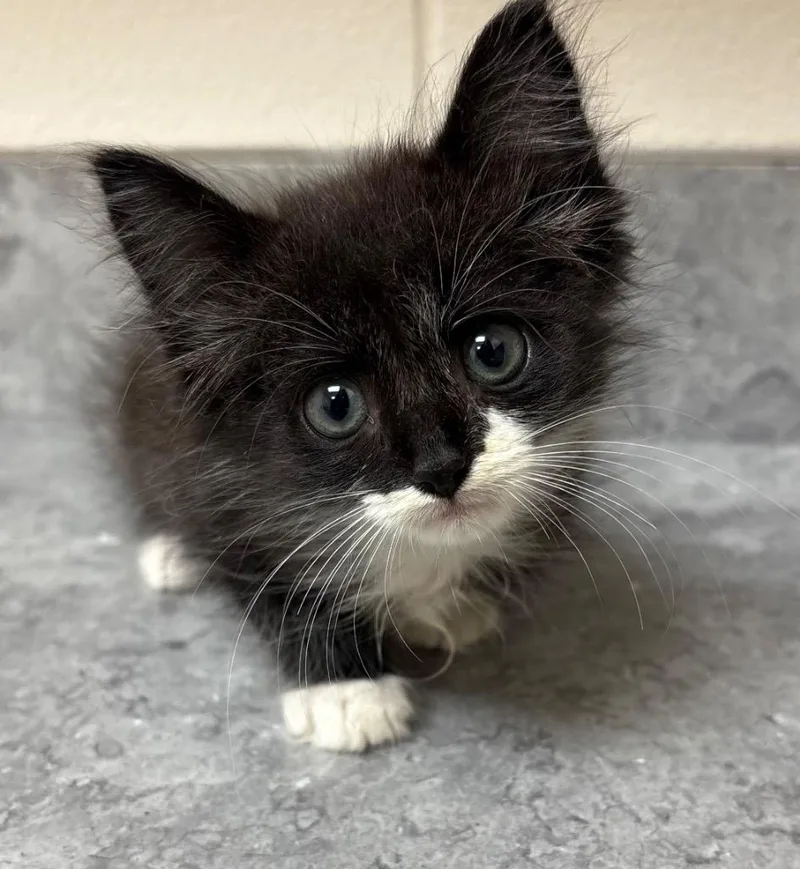 A baby medium-sized male Domestic Medium Hair cat named Lucio for adoption in Greeneville, TN