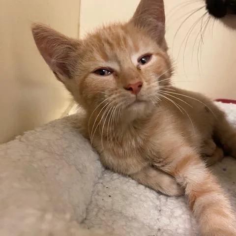 A baby small-sized male Orange / Red Domestic Short Hair cat named Bee for adoption in Dayton, OH