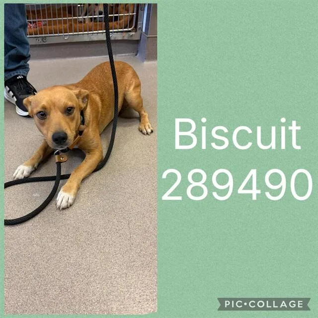 A young small-sized male Mixed Breed dog named Biscuit for adoption in Macon, GA