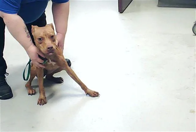 A young small-sized female Pit Bull Terrier dog named Keira for adoption in Fayetteville, NC