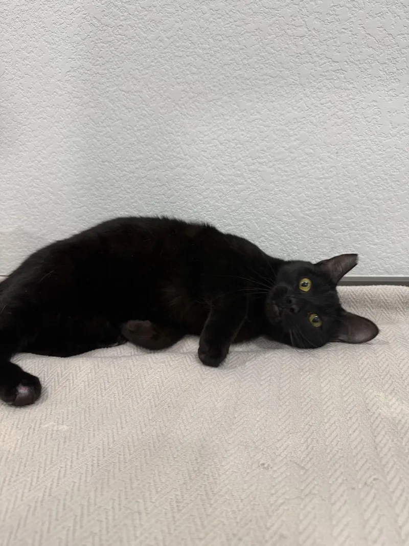A young medium-sized female Black Domestic Short Hair cat named Celine for adoption in Las Vegas, NV