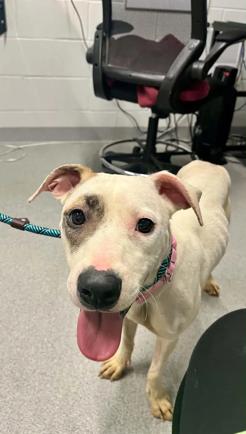 A young medium-sized female Mixed Breed dog named Chika for adoption in Moundsville, WV