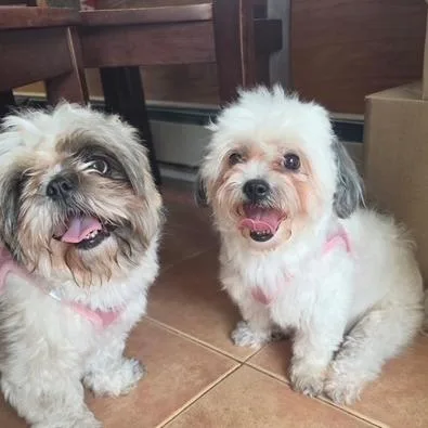 An adult small-sized female Maltese dog named Chloe for adoption in Oceanside, NY