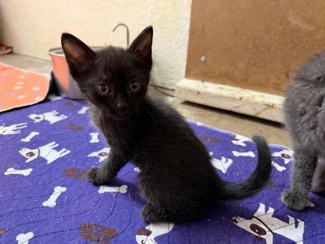 A baby small-sized male Domestic Short Hair cat named Boop for adoption in Tustin, CA