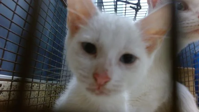 A baby small-sized male Domestic Short Hair cat named Argent for adoption in Miami, FL