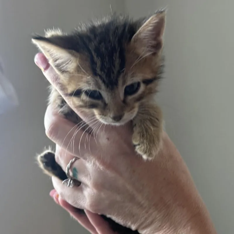 A baby small-sized male Brown / Chocolate Domestic Short Hair cat named Tiny Tornado for adoption in Boerne, TX