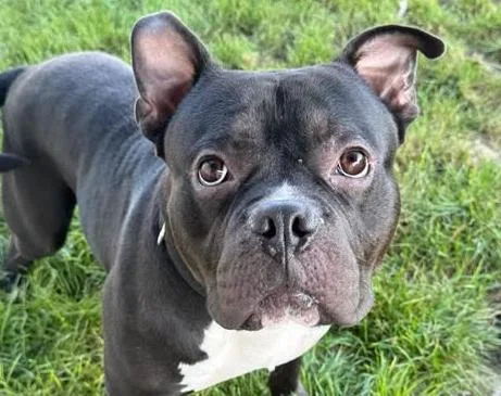 A young medium-sized male French Bulldog dog named Ezekiel aka Zeke for adoption in Euclid, OH